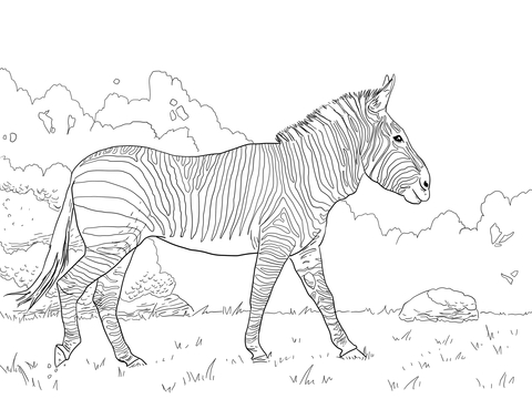 Hartman'S Mountain Zebra Coloring Page